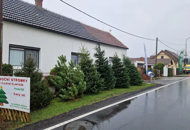 Prodej vánočních stromků v Tursku