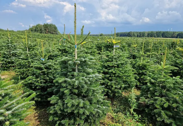 Řady vánočních stromků na plantáži