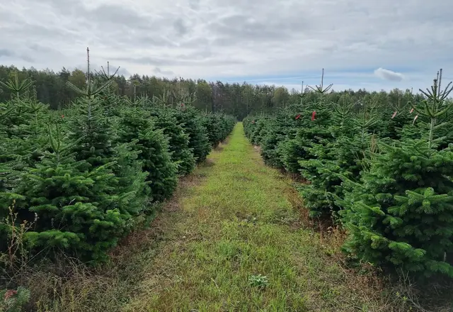 Pohled na rozsáhlou plantáž
