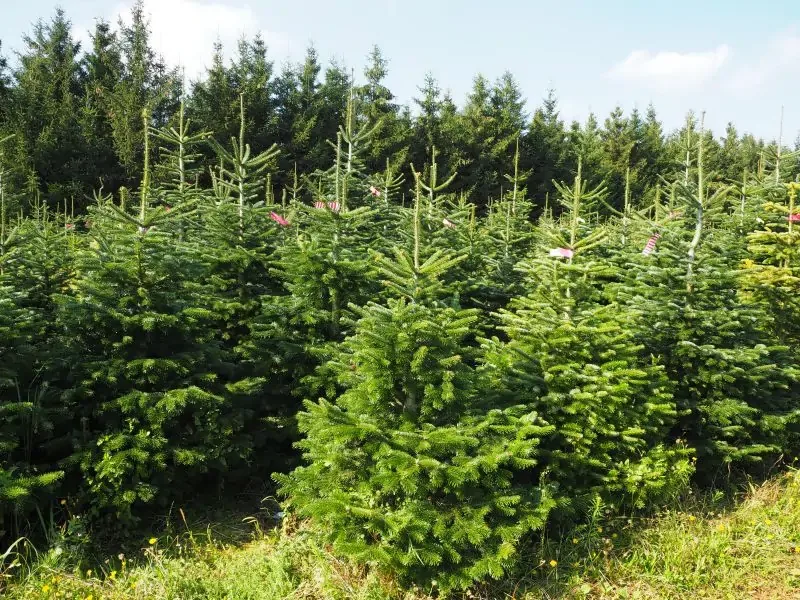 Naše plantáž vzrostlých vánočních jedlí