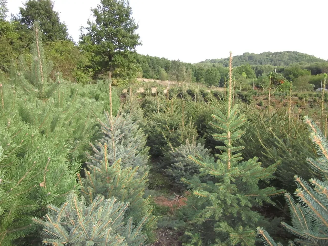 Mladé stromky na plantáži