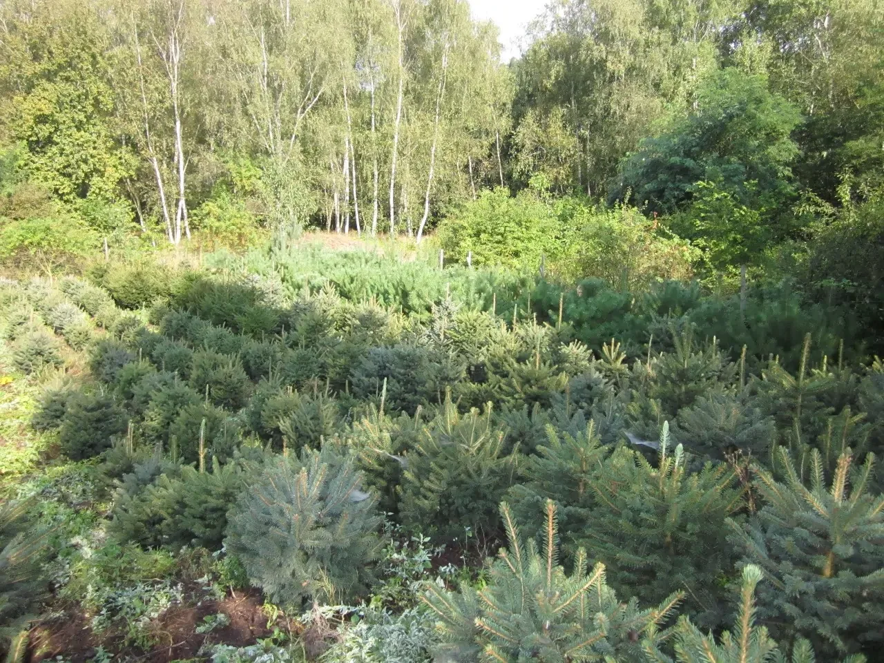 Stromky pěstované na naší plantáži